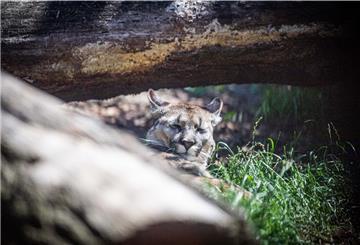 Blinzelt die Puma-Dame Makawi hier gerade ihrem neuen Gefährten zu? Im Zoo am Meer gibt es ein neues Traumpaar.