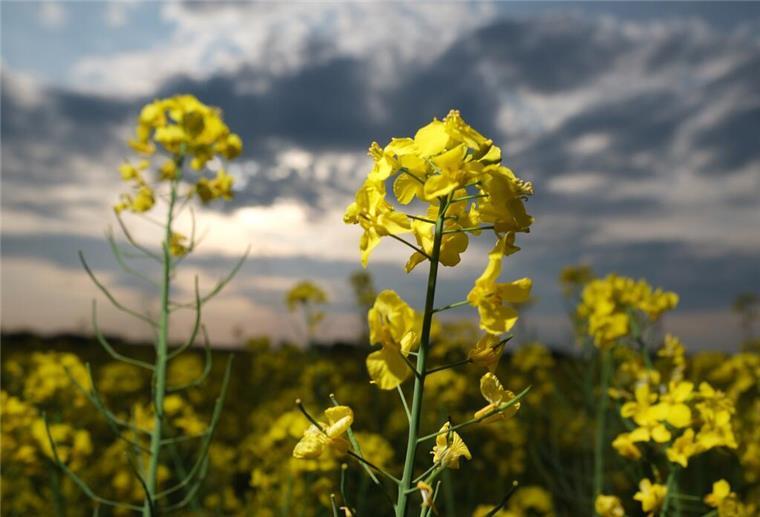Wetter: Am Wochenende wird es noch wärmer Blühender Raps auf einem Feld in Nordsachsen. In den nächsten Tagen erwarten die Meteorologen in Mitteldeutschland wechselhaftes aber nicht unfreundliches Wetter. +++ dpa-Bildfunk +++