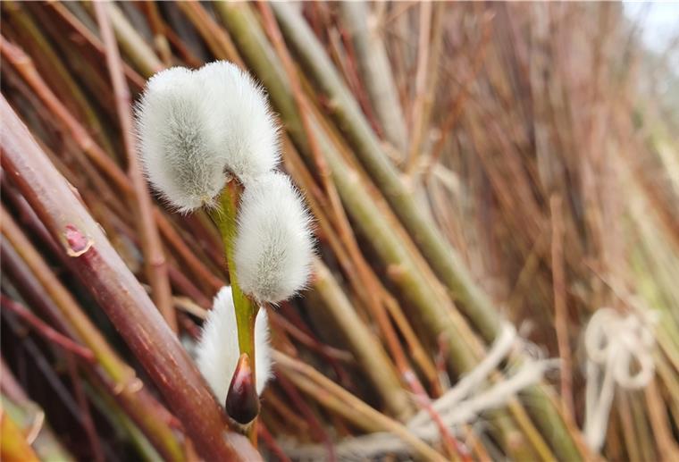 Das Weidenparadies von Padingbüttel Blüten mit Kuschelfaktor: Selbst auf den geernteten Ruten blühen Weidenkätzchen.