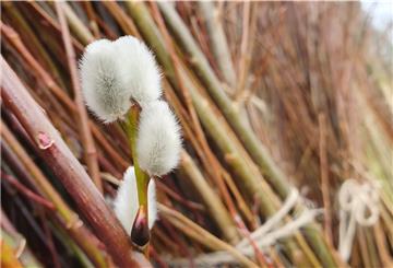 Blüten mit Kuschelfaktor: Selbst auf den geernteten Ruten blühen Weidenkätzchen.