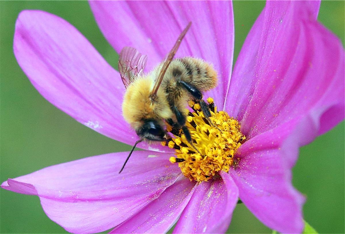 Imsum: Blumen statt intensiver Landwirtschaft Blütenbestäuber sorgen dafür, dass die Vielfalt der Pflanzen erhalten bleibt.