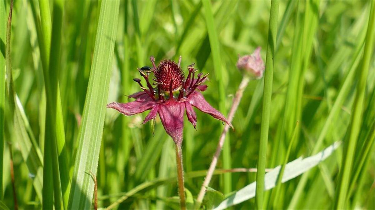 Das Sumpf-Blutauge wird Blume des Jahres 2025 und kommt auch in Bremerhaven vor Blume