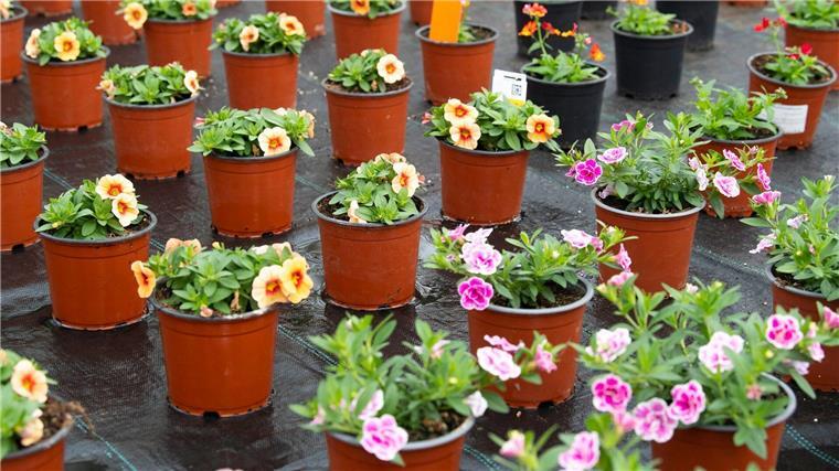 Blumen stehen im Gewächshaus einer Gärtnerei.