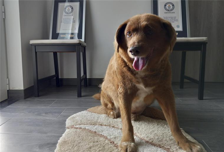 Ältester Hund aller Zeiten ist gestorben Bobi, der älteste Hund aller Zeiten