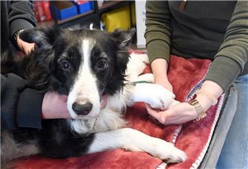 Border-Collie Elly kennt das schon: Sie lässt sich ihre Pfote ganz entspannt verbinden – auch von Fremden.