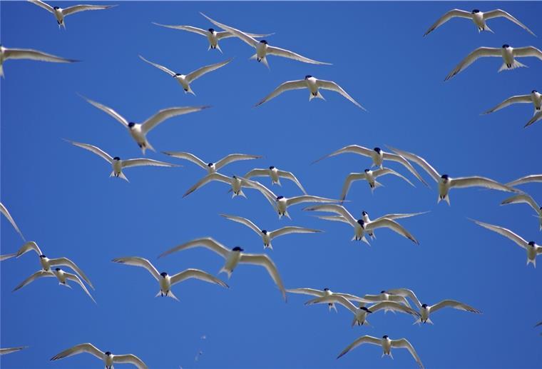 Internationale Zusammenarbeit für den Vogelschutz Brandseeschwalben in der Luft.