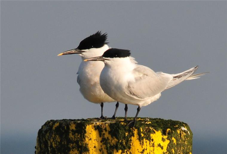 Brandseeschwalben, wie hier zu sehen, sind besonders von der Vogelgrippe betroffen. 