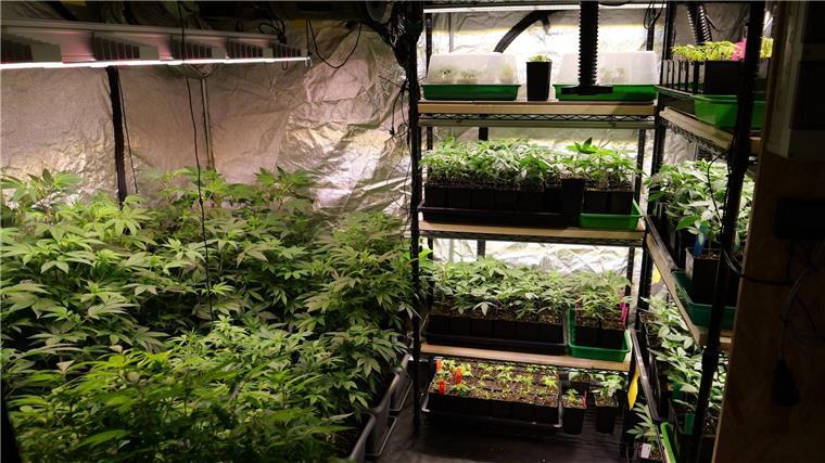 Bremen hat die erste Genehmigung für einen Cannabis-Anbauverein erteilt. (Archivfoto)