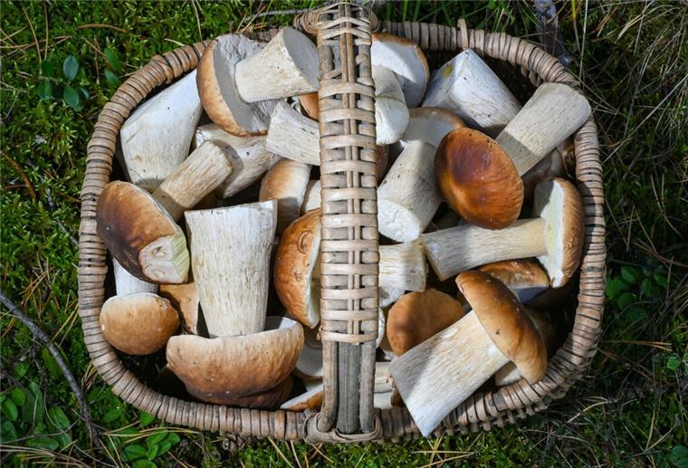 Pilzsaison: Die Top-Spots und Tipps zum Sammeln ARCHIV - 27.09.2024, Brandenburg, Briesen: Ein voller Korb mit Steinpilzen steht in einem Wald im Landkreis Oder-Spree im östlichen Brandenburg. In den Brandenburger Wäldern beginnen jetzt wieder die Pilze zu wachsen. (zu dpa: «Sammler wollen kiloweise Pilze in die Schweiz schmuggeln») Foto: Patrick Pleul/dpa +++ dpa-Bildfunk +++