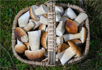 ARCHIV - 27.09.2024, Brandenburg, Briesen: Ein voller Korb mit Steinpilzen steht in einem Wald im Landkreis Oder-Spree im östlichen Brandenburg. In den Brandenburger Wäldern beginnen jetzt wieder die Pilze zu wachsen. (zu dpa: «Sammler wollen kiloweise Pilze in die Schweiz schmuggeln») Foto: Patrick Pleul/dpa +++ dpa-Bildfunk +++