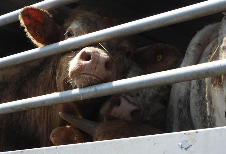 Bleiben Tiertransporte nach Ägypten oder Marokko erlaubt? Rinder stehen in einem Tiertransporter.
