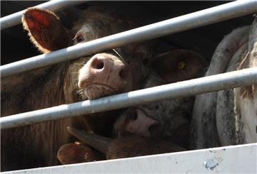Rinder stehen in einem Tiertransporter.