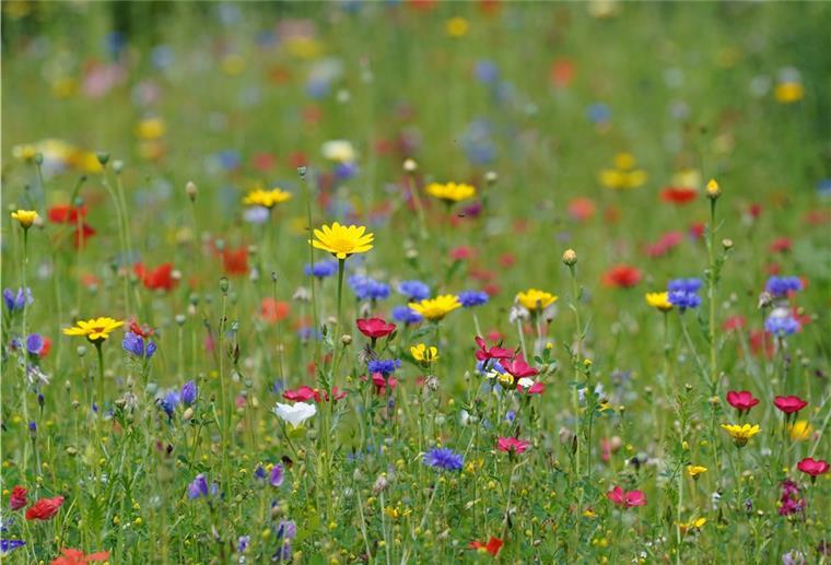 Bunt leuchten die Blüten einer Wildblumenwiese.