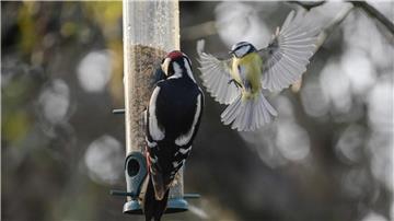 Buntspecht und Blaumeise an einer Futterstelle. Am Wochenende werden die Vögel an den Futterplätzen gezählt.
