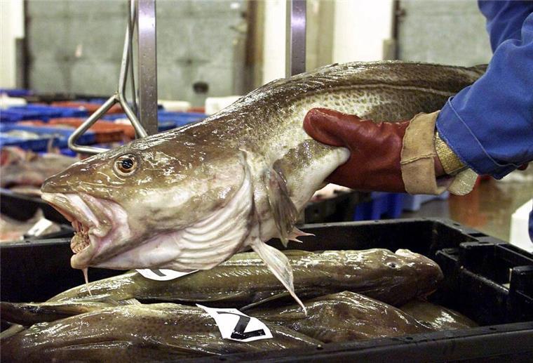Rund 13 Millionen Euro für die Fischwirtschaft in Bremerhaven Ein Fischhändler wiegt Kabeljau.