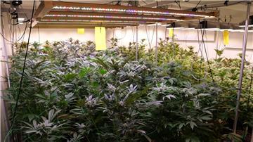 Cannabis-Pflanzen wachsen in den Räumen des Anbauvereins Cannabis Social Club in Ganderkesee.
