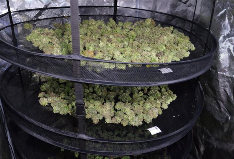 Cannabis-Clubs in Niedersachsen: Viele Anträge, aber nicht alle kommen durch Cannabis trocknet in den Räumen des Anbauvereins Cannabis Social Club im niedersächsischen Ganderkesee