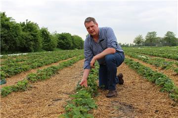 Carsten Klaus begutachtet die Erdbeerpflanzen auf seinen Feldern: Der späte Frost im April hat viele Blüten und Knospen beschädigt.