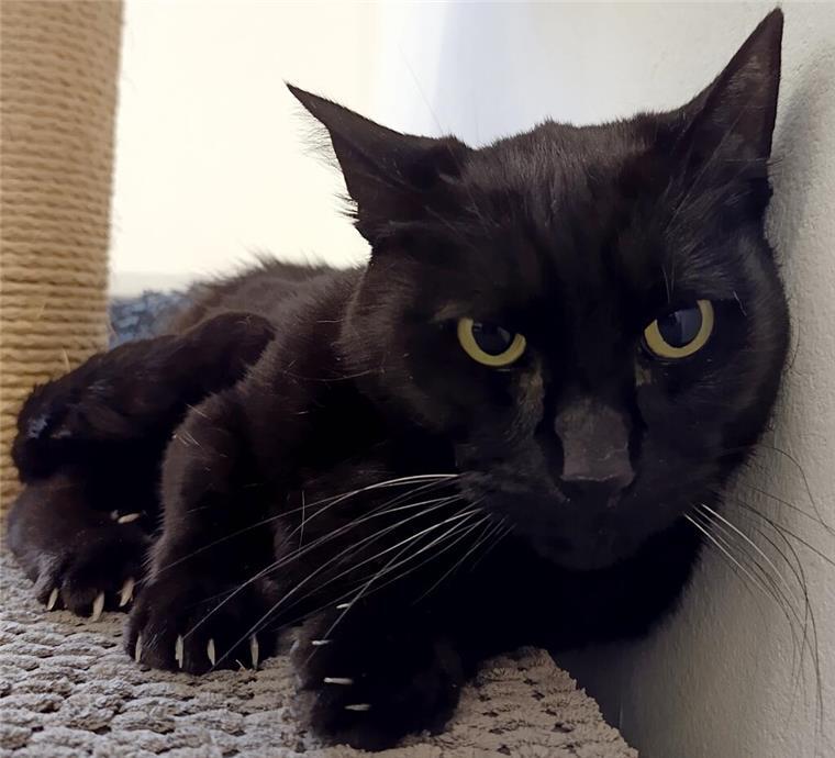 Kater in Not: Sanfter Chigaru wartet auf Menschen mit Geduld Chigaru sucht liebevolle Besitzer, die ihm viel Geduld, Liebe und Empathie entgegenbringen.