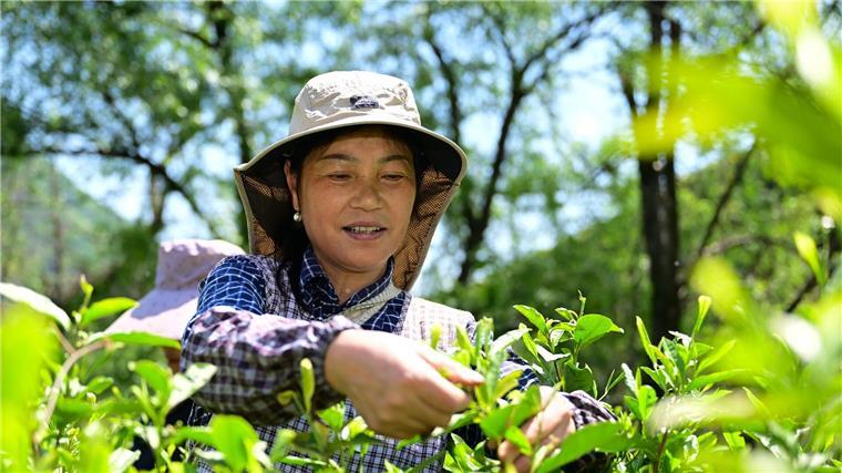 Deutsche bleiben ihrer Liebe zum Tee treu China hat seine Teeproduktion im vergangenen Jahr dem „Tee Report 2025“ zufolge um rund 490.000 Tonnen gesteigert. Das ist rund zehnmal mehr als Deutschland insgesamt importiert hat. (Archivbild)