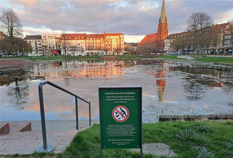 Holzhafen in Geestemünde bald ein stinkendes Algenmeer? Christian Neuhäuser hat dieses Foto bei Facebook veröffentlicht. Entstanden ist es Anfang April. Der Algenteppich ist deutlich zu erkennen.