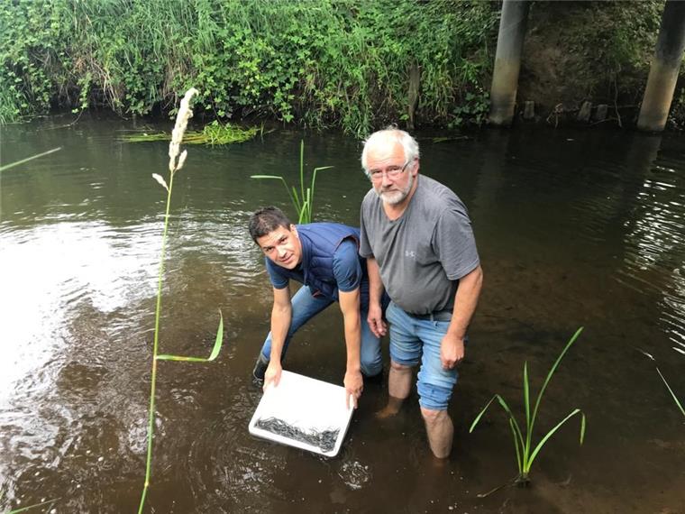 Sittensen: Angler helfen dem Aal zu überleben Christian Ropers (links) und Wilhelm Nack vom Angelverein Groß Meckelsen setzen fünf bis zehn Zentimeter lange Jungaale in die Oste ein.