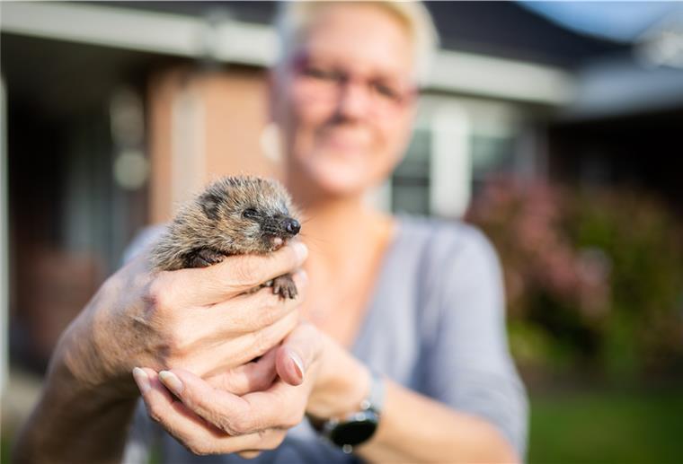 Bexhövederin gibt Tipps: So kommen Igel gut über den Winter Eine Frau hält ein Igelbaby in den Händen.