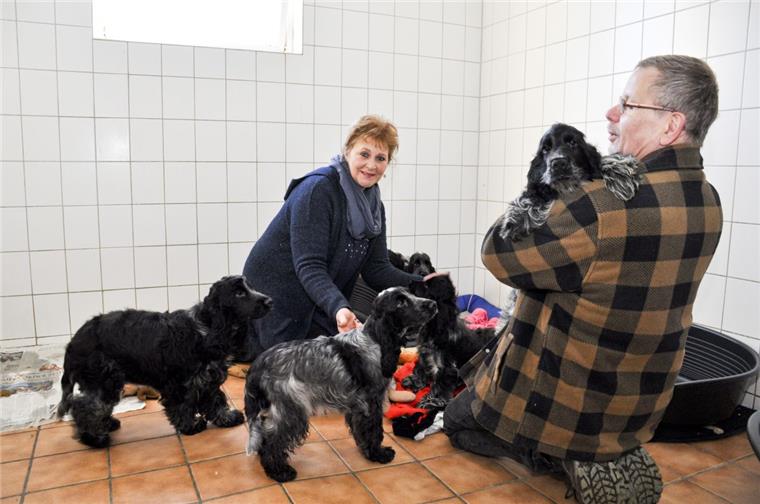 Nach Tötung in Kirchtimke: 17 Cocker Spaniel in Obhut genommen Christine Behrens und Michael Josten vom Tiergnadenhof Rasselbande Sandbostel kümmern sich um die 17 Cocker Spaniel, die nach dem tödlichen Ehedrama aus Kirchtimke dorthin gebracht worden sind.