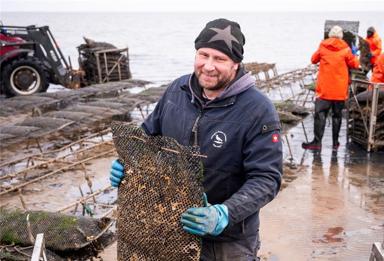 Sylter Austern ziehen vom Watt ins Winterlager Christoffer Bohlig, Austernfischer und Betriebsleiter der Dittmeyer’s Austern-Compagnie, sammelt im Watt der Nordsee in der Blidselbucht zwischen den Ortsteilen List und Kampen „Poches“ (Netzsäcke) mit Austern ein