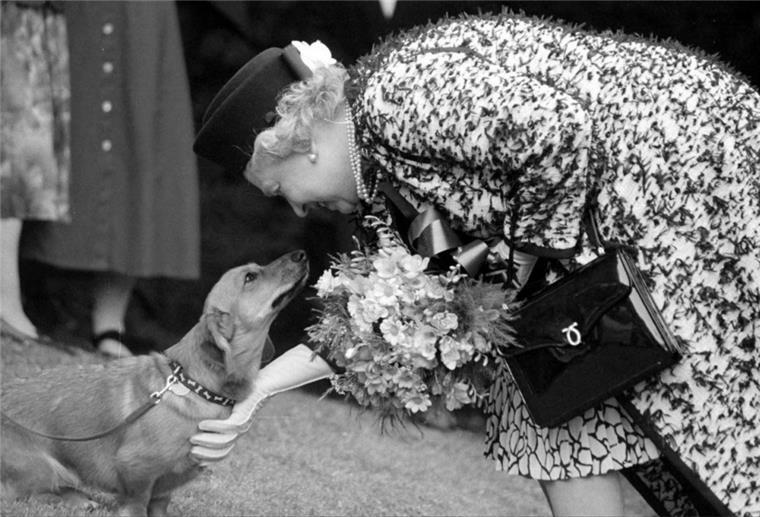 Nach dem Tod der Queen: Wer nimmt ihre Corgis? Die verstorbene Königin Elizabeth streichelt einen ihrer Corgis.