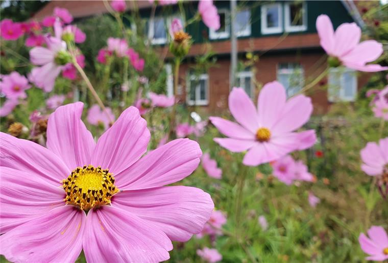 Dorum blüht jetzt richtig auf Cosmeen verleihen dem Rathaus II in Dorum einen romantischen Rahmen. Das ist nicht nur schön, sondern auch praktisch: Wer in dem Verwaltungsgebäude heiratet, findet im Garten davor die perfekte Kulisse fürs romantische Hochzeitsfoto.