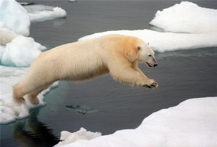 Bremerhaven: So klingt der Eismeer-Sound Eisbär springt über Eisschollen