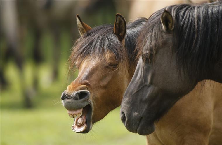 Die Polizei als Pferdeflüsterer: Ausgebrochene Tiere auf der Lindenallee Da lachten sich die Pferde eins ins Fäustchen: Sie hielten am Mittwoch Polizei und Anwohner auf Trab.