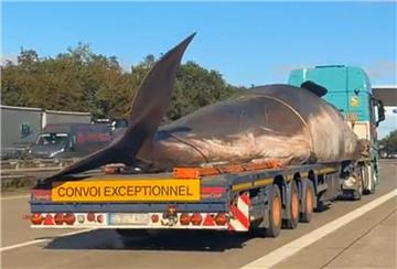 Pottwal auf einem Lkw
