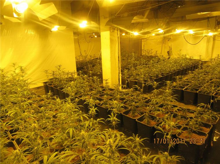 Bremen: Polizei findet professionelle Cannabis-Plantage Da staunten die Beamten nicht schlecht: Sie wurden zu einem Wasserrohrbruch gerufen, fanden aber eine professionelle Cannabis-Plantage.