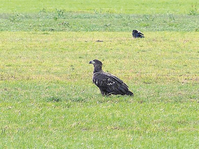 Wesermarsch: Junger Seeadler landet in Stollhamm Da staunten Sigrid und Heiko Timmermann vom Burgweg in Stollhamm nicht schlecht, als auf einmal dieser riesige Vogel auf einer Weide vor ihrem Haus saß.