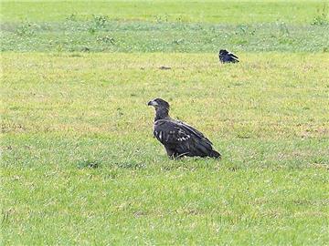 Da staunten Sigrid und Heiko Timmermann vom Burgweg in Stollhamm nicht schlecht, als auf einmal dieser riesige Vogel auf einer Weide vor ihrem Haus saß.