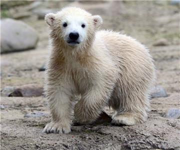 Da war Lili noch klein und knuddelig: Im April 2016 tapste die Eisbärin durchs Gehege im Zoo am Meer. Am Dienstag musste Bremerhaven Abschied nehmen.