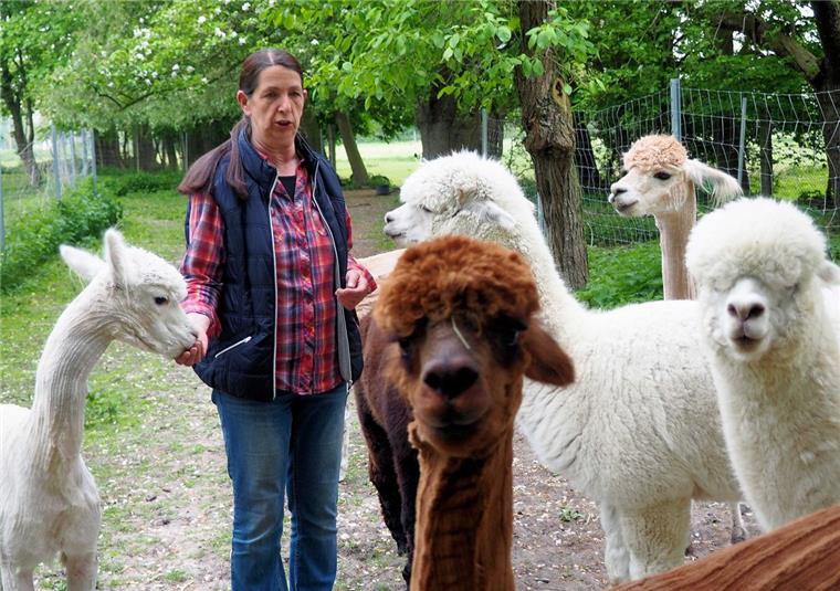 Eine Farm für Alpakas in Misselwarden Dagmar Herr inmitten ihrer Alpakas. Einige Tier sind schon geschoren, einige noch nicht.