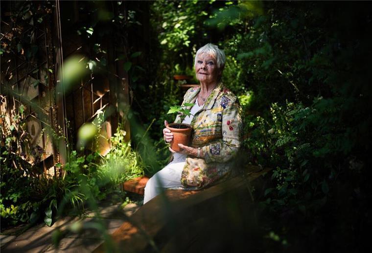 Berühmter Baum gefällt: König Charles bekommt Ableger Dame Judi Dench mit einem Setzling des Berg-Ahorns bei der Chelsea Flower Show.