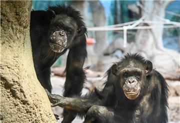 Damit auch die Schimpansen im Zoo am Meer sicher durch die Corona-Zeit kommen, gelten besondere Vorsichtsmaßnahmen.