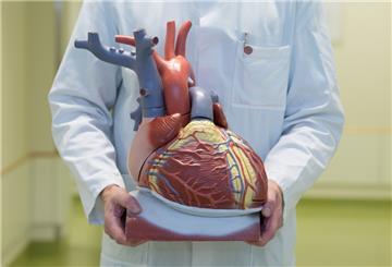 Ein Arzt hält ein anatomisches Modell des menschlichen Herzens.