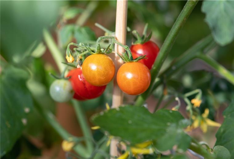 Tomaten im Garten richtig pflegen Damit die Tomaten-Ernte gelingt, müssen Hobbygärtner ein paar
Dinge beachten.