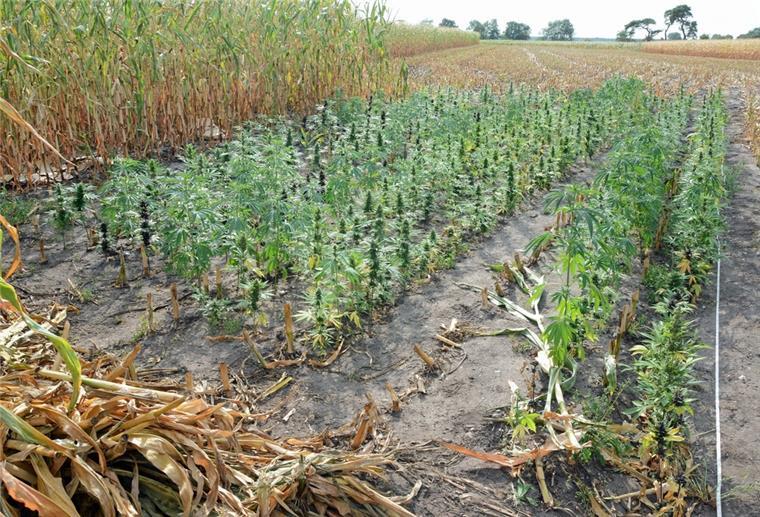 Cuxland: Landwirt entdeckt Cannabis-Plantage auf seinem Maisfeld Cannabis-Pflanzen wachsen auf einem Maisfeld.