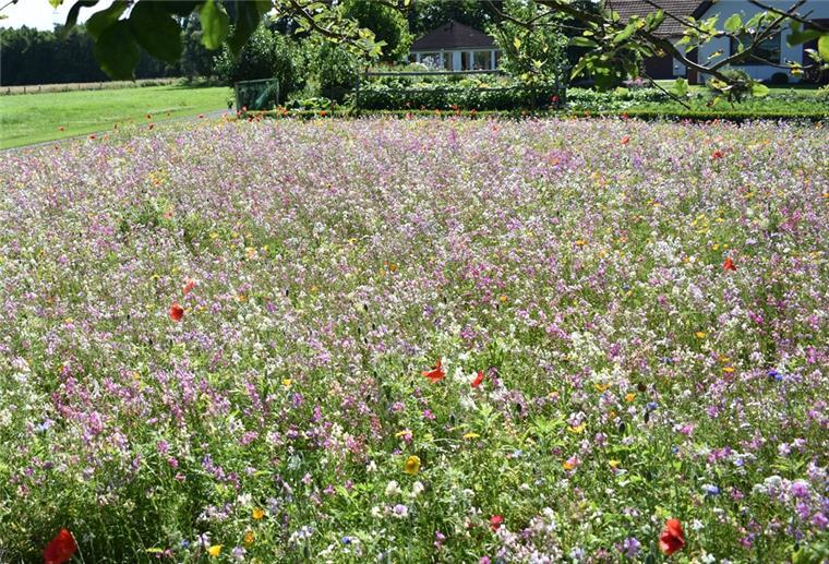 8000 Euro in diesem Jahr für Naturschutz in Zeven Eine Blühwiese bei Boitzen