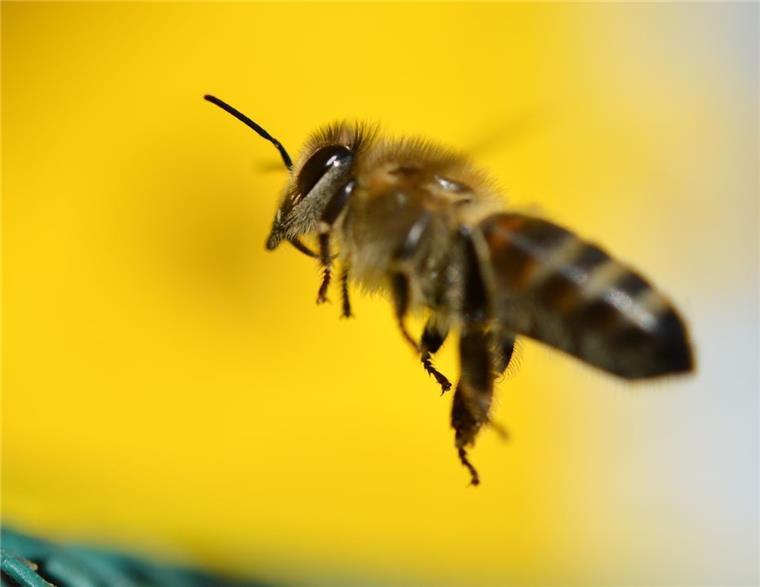 Nola will den Bienen im Cuxland helfen Damit Wildbienen und andere Insekten im Cuxland genügend Nektar finden, will Nola, der Förderverein Norddeutsche Landschaftspflege in Geestenseth, die fachgerechte Landschaftspflege voranbringen. Foto Dedert