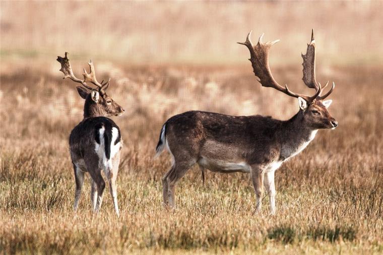 Die Tierwelt in der Wesermarsch verändert sich Damwild lebt in der Gemeinde Jade. Die Tiere sind vor einigen Jahren aus einem Gatter ausgebrochen und kommen in der freien Wildbahn gut klar.