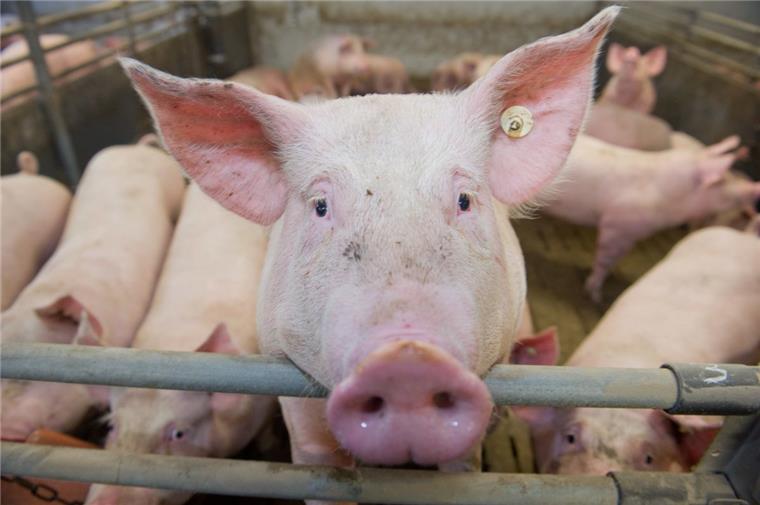 Neues Tierwohl-Label: Landwirt und Tierschützer im Streitgespräch Dank des neuen Labels soll das Tierwohl für Schweine künftig steigen.