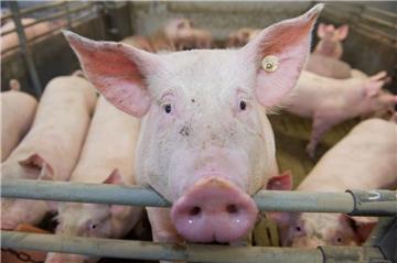 Dank des neuen Labels soll das Tierwohl für Schweine künftig steigen.
