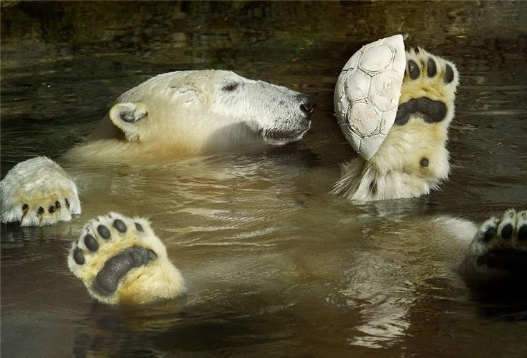 Bremerhaven: Zoo kommt mit Erfolg aus der Corona-Krise zurück Eisbär schwimm rücklings im Wasser